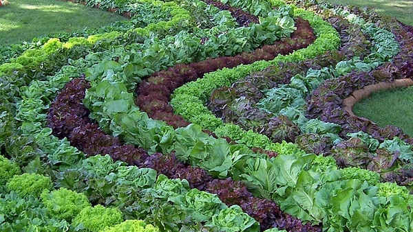 Уплотненные посадки овощей в теплице и на грядке: схемы и секреты