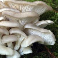 Как и где самому вырастить грибы: советы начинающим