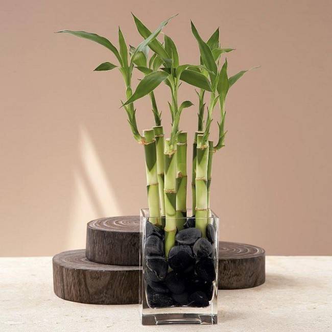 Как растить бамбук в домашних условиях в грунте: правила посадки и ухода