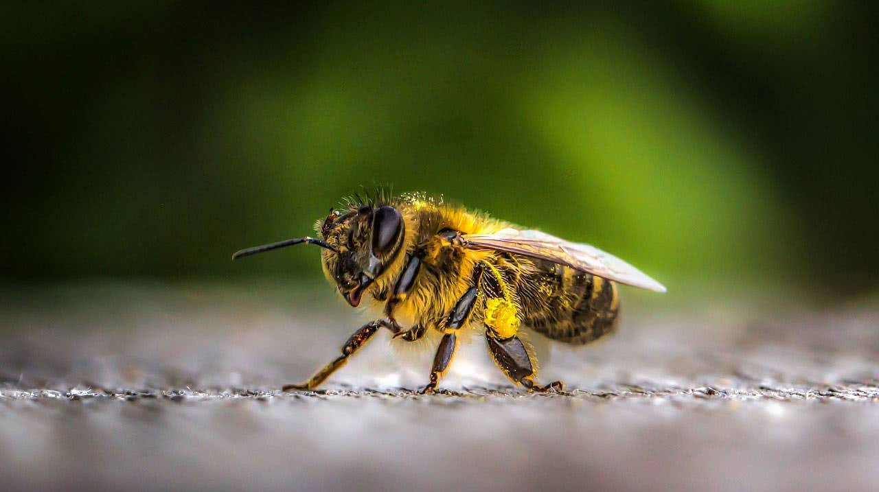 Пчела: описание, размножение, образ жизни, ареал, питание, враги, как делают мед, интересные факты