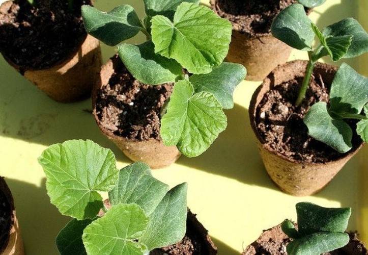 Вкусная полосатая ягода: как самостоятельно вырастить арбуз