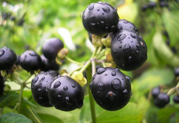 Ядовитое растение черный паслен, его польза и противопоказания