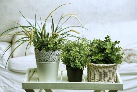 Какие комнатные растения обязательно должны быть в доме?