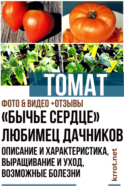 Характеристика и описание томата сорта бычье сердце, агротехника выращивания