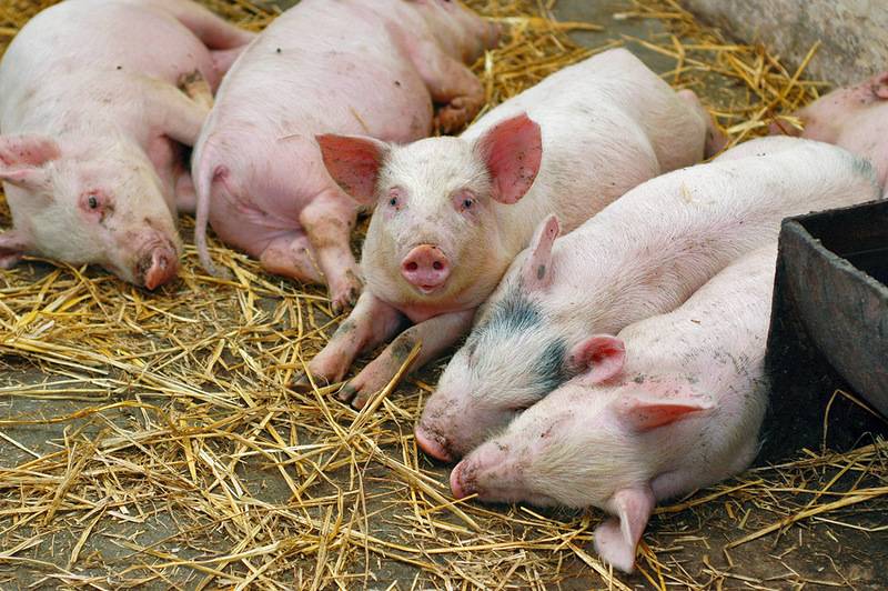 Африканская чума свиней — чем она опасна, как проявляется, и можно ли уберечь животных от заражения?