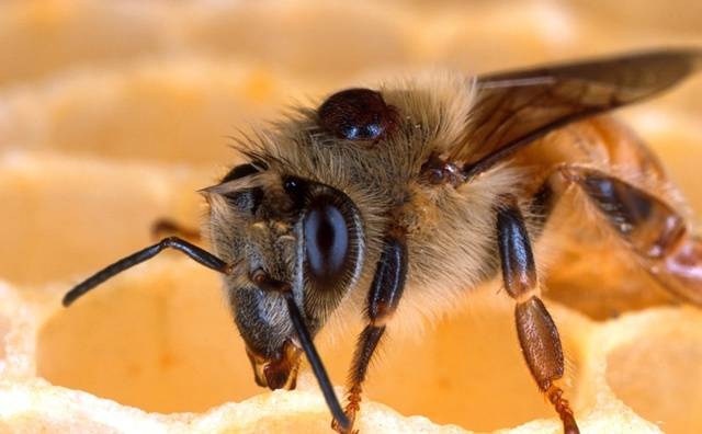 Осенняя обработка пчел бипином (видео)