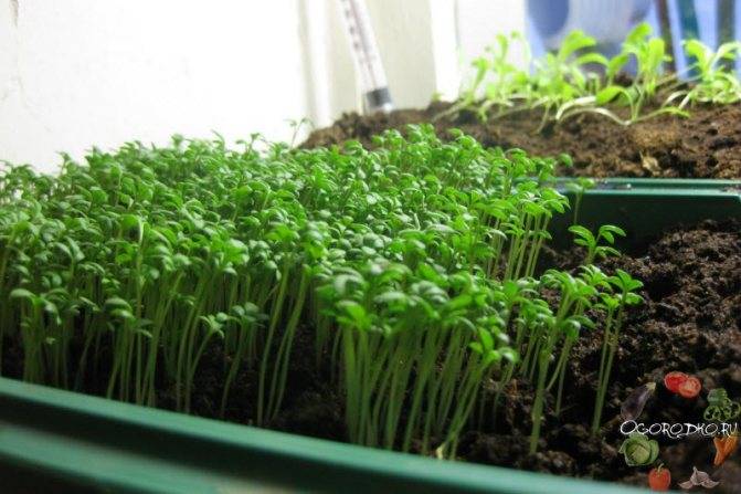 Начинаем выращивание кресс салата в домашних условиях