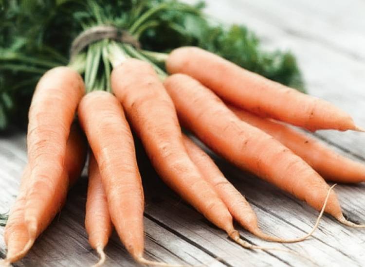 Агротехника выращивания моркови