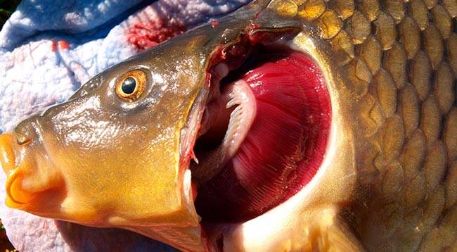 Паразиты и болезни речной рыбы опасные и заразные для человека: какие и как уничтожить