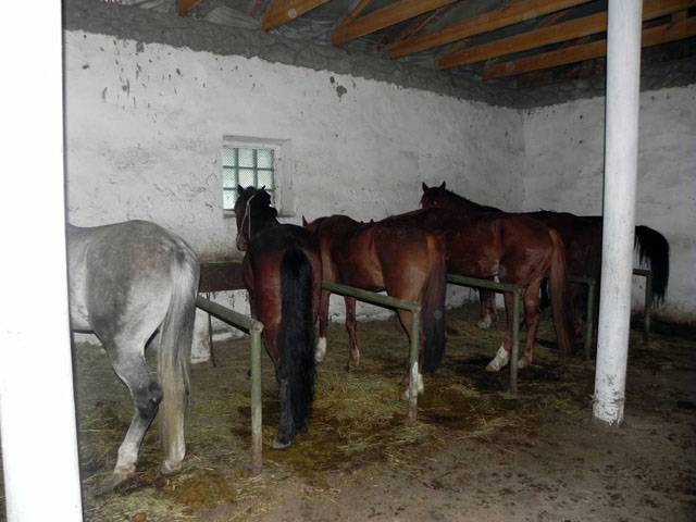 Грамотный уход за лошадьми: содержание, кормление и забота о здоровье