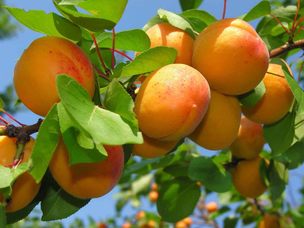Посадка абрикоса весной: как правильно посадить саженец