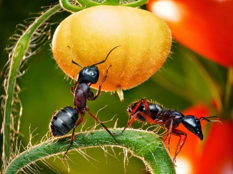 Применение растений против муравьев