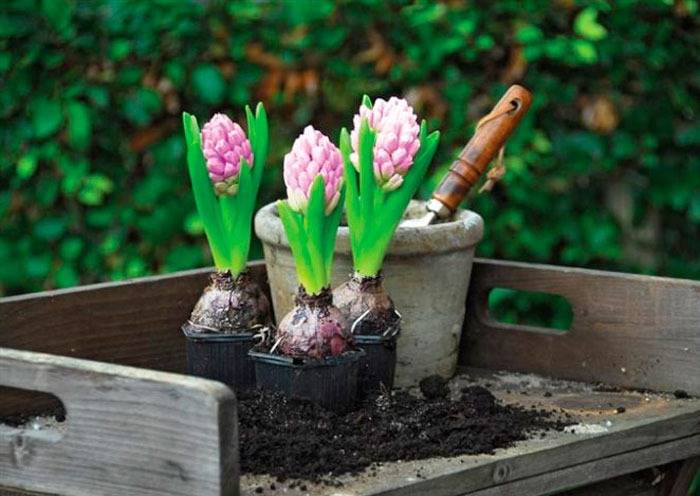 Почему не цветут наши любимые гиацинты в саду?