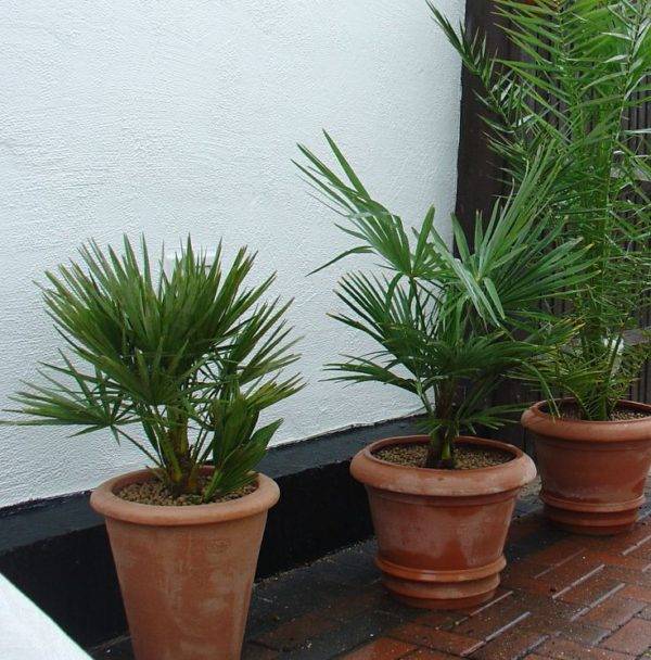 Финиковая пальма в домашних условиях - выращивание из косточки, фото