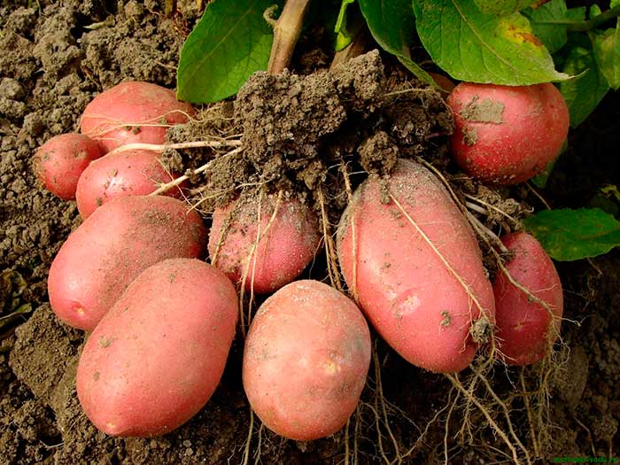 Картофель под соломой: как сажать и ухаживать, выращивание и уход
