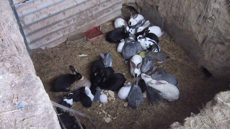 Разведение кроликов в ямах: особенности содержания и ухода за поголовьем