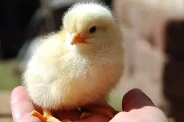 В чем секрет вылупления из яиц курочек, а не петухов?