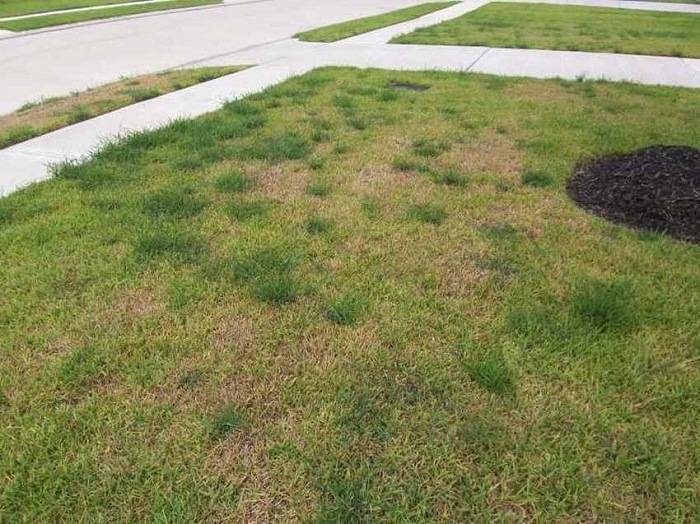 Определяем причины пожелтения газонной травы и своевременно решаем проблему. усыхание газона: почему желтеет газон на участке и что нужно делать после стрижки газон пожелтел что делать