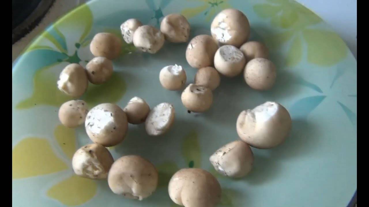 Вкусный и полезный гриб дождевик, описание и использование. дождевик съедобный