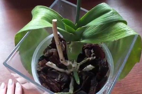 Советы, как восстановить тургор листьев у орхидеи фаленопсис