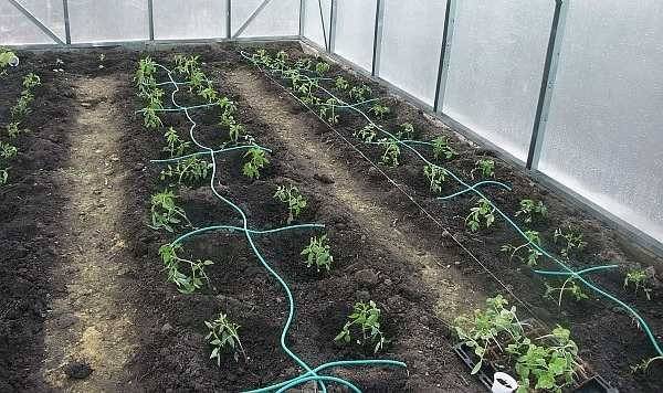 Как правильно поливать растения в огороде – советы для увеличения урожая