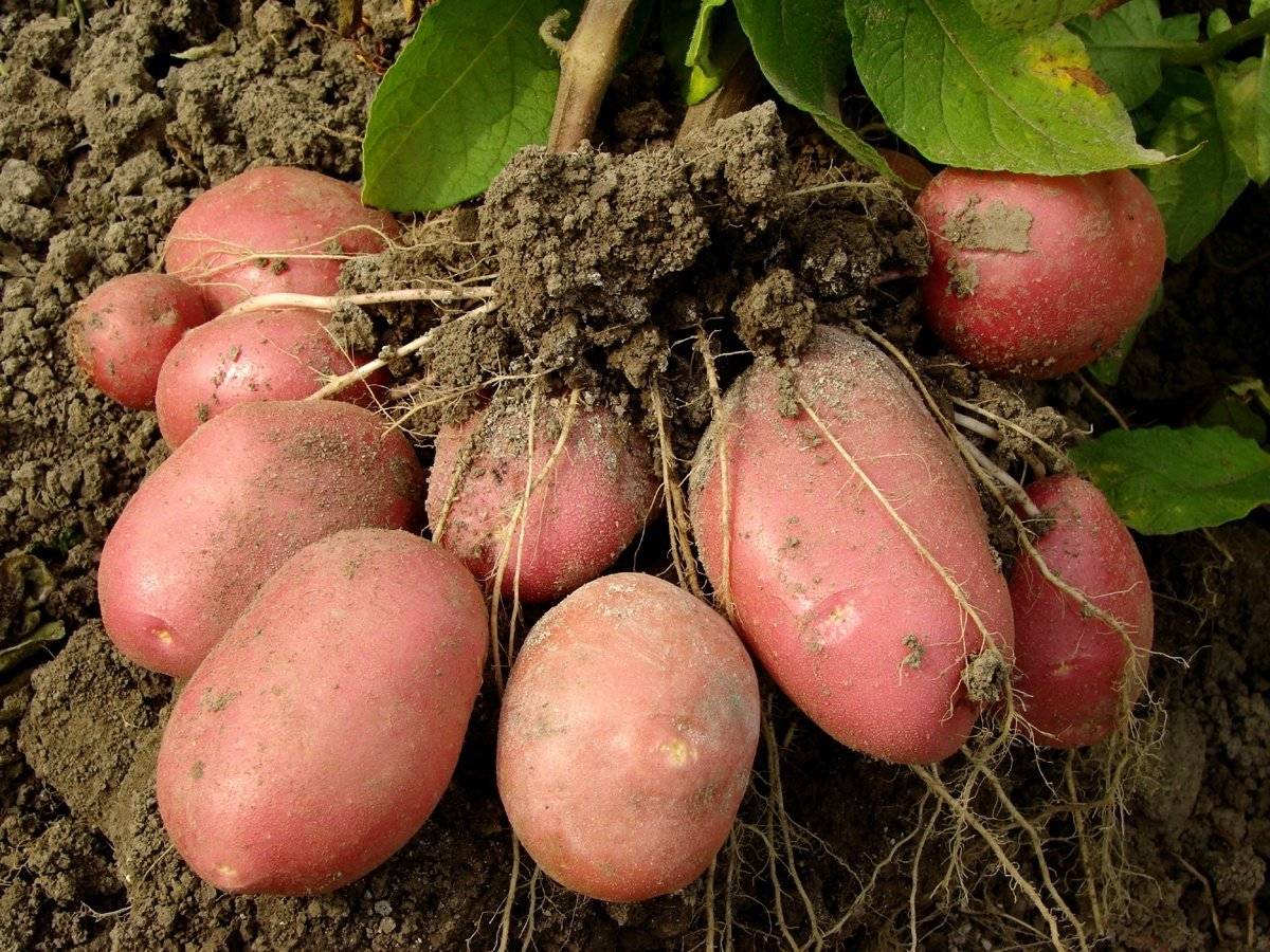 Сравнение двух техник посадки картофеля: ростками вверх и вниз