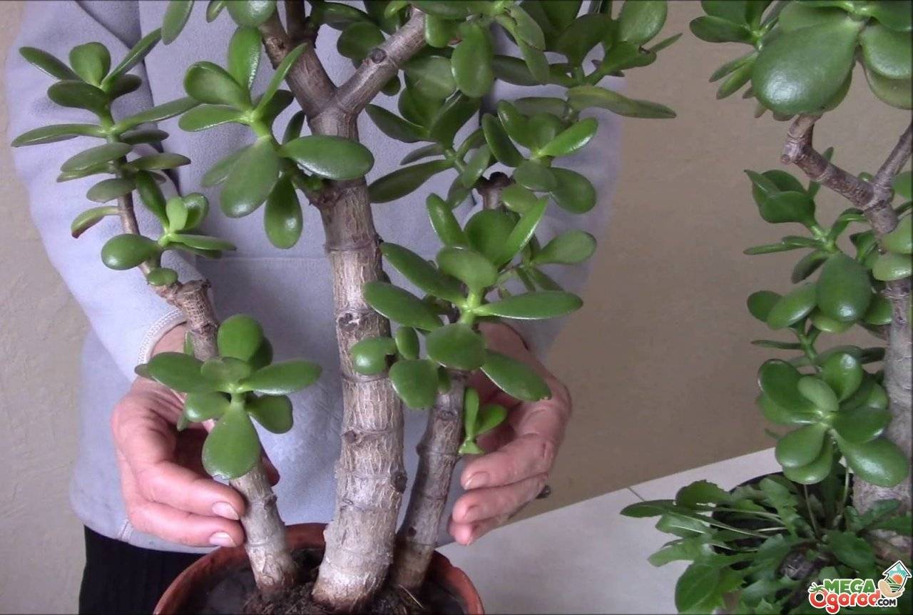 Как растет денежное дерево — лечебные свойства и противопоказания