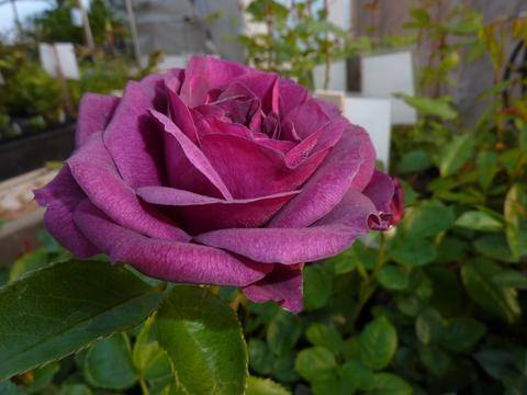 О каких чувствах расскажет подаренный букет роз: значение цветов и количества роз