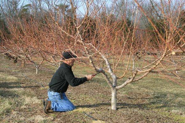 Персик: как посадить и вырастить здоровое дерево