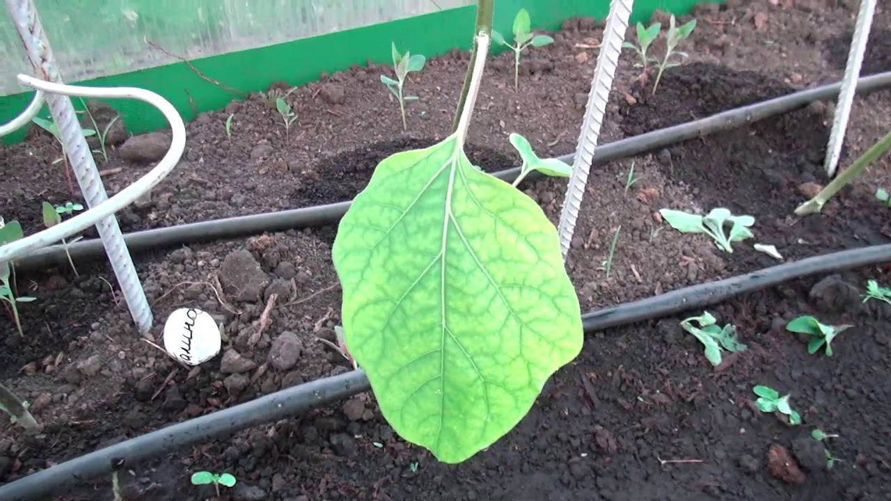 Как правильно вырастить баклажаны в теплице?