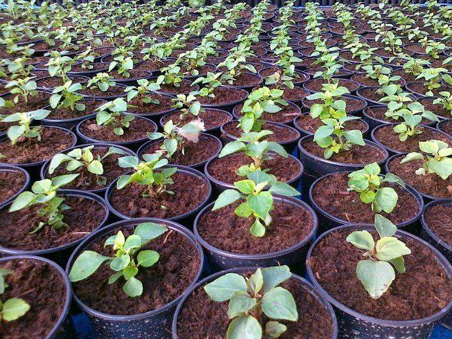 Бальзамин — выращивание из семян, когда сажать на рассаду, основные правила ухода
