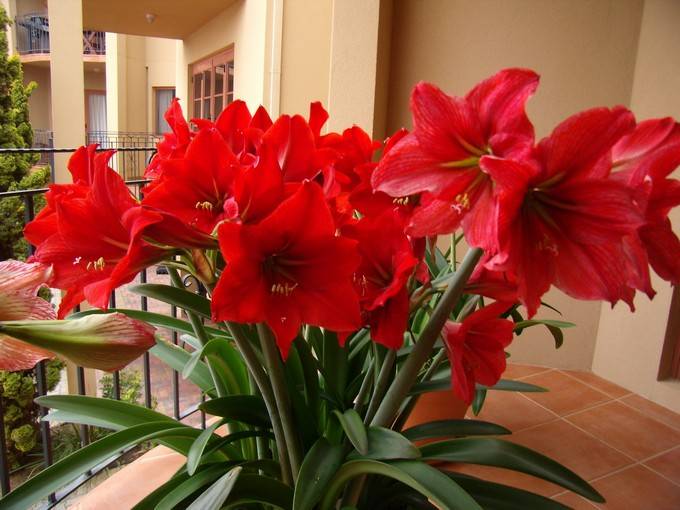 Цветы амариллис — уход в домашних условиях