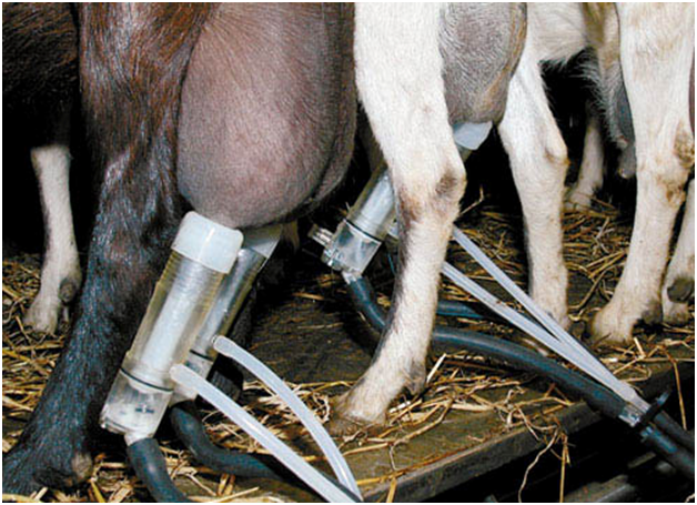 Доильный аппарат для коз — мини аппарат, ручной, изготовленный своими руками, видео