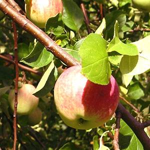 Болезни яблони, профилактика и лечение заболеваний яблоневого сада