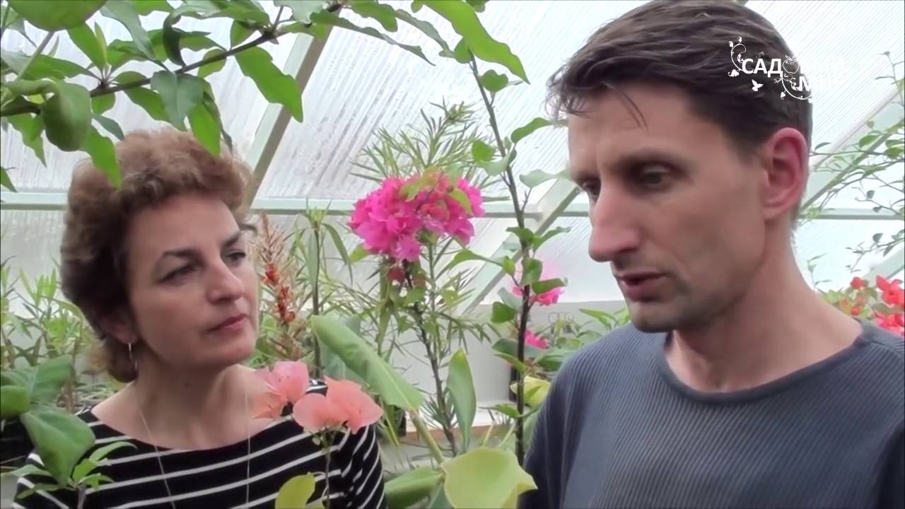 Бугенвилия комнатная (bougainvillea) и бугенвиллия для сада: сорта на фото