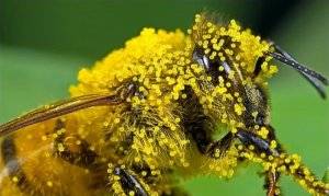 Рецепты лечения продуктами пчеловодства