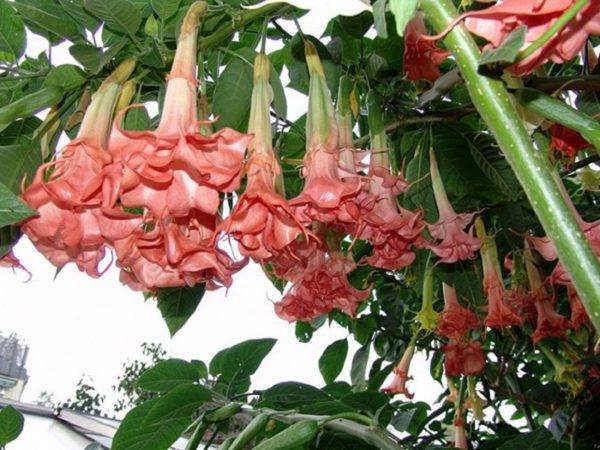 Тропический цветок — бругмансия. уход в домашних условиях