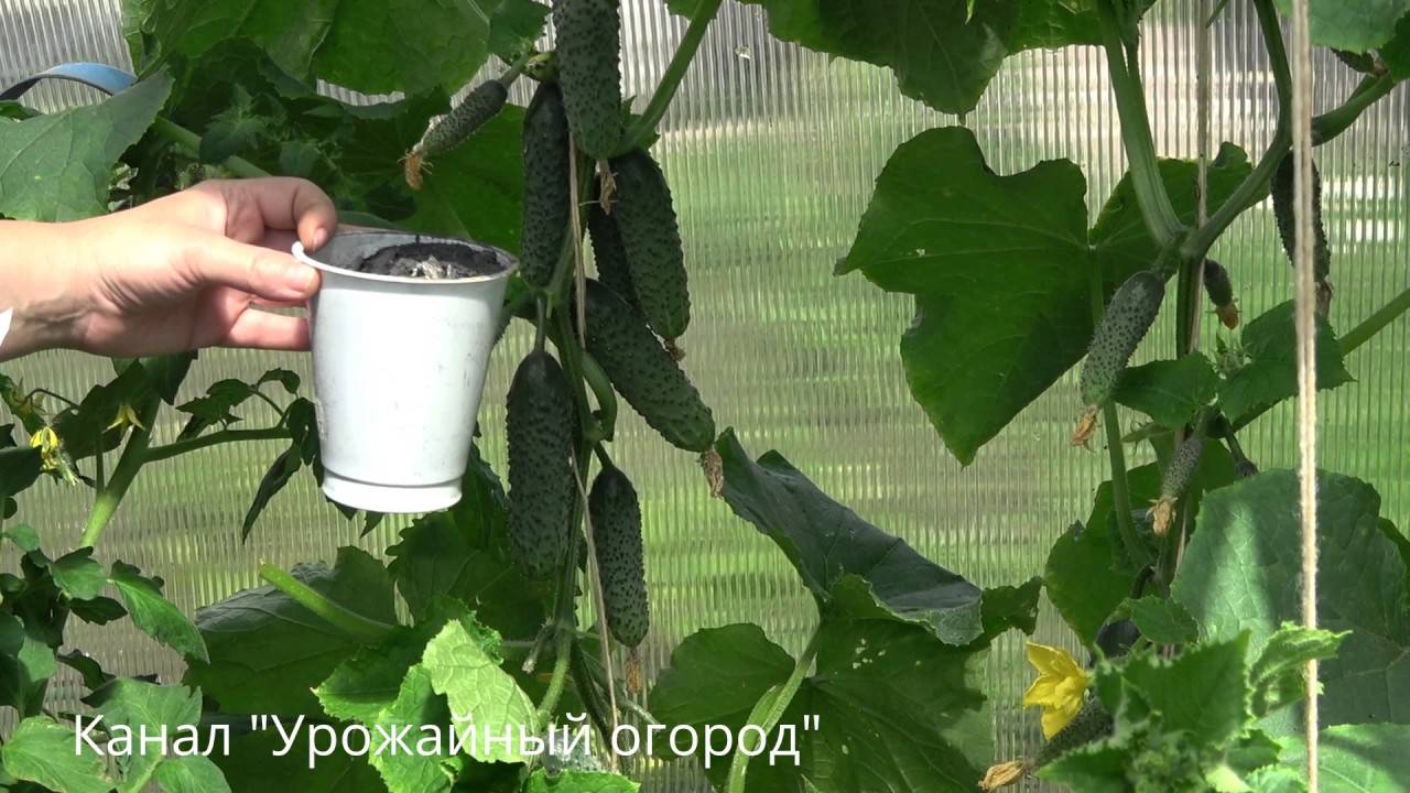Удобряем огурцы в теплице: секреты высокого урожая