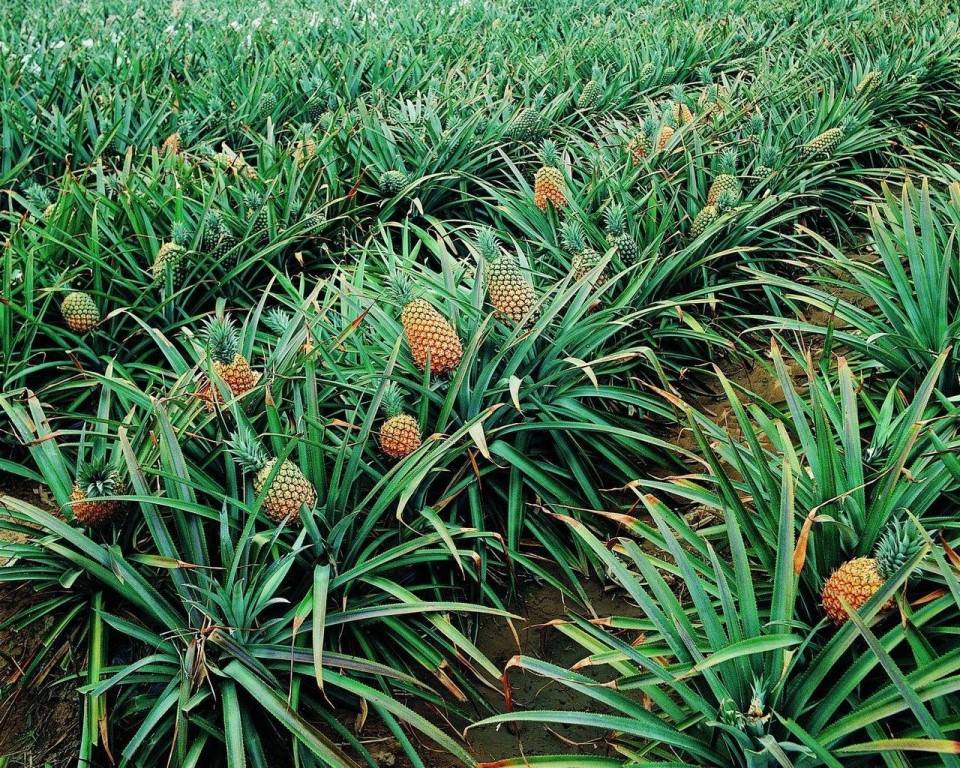 Как растет ананас в природе, в каких странах?