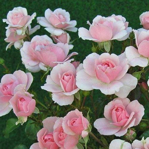 Многоцветковые красавицы — полиантовые розы. фото, инструкция по выращиванию из семян, советы по уходу
