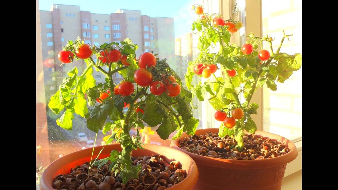 Как часто поливать рассаду помидоров на подоконнике