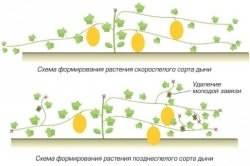 Дыня — секреты выращивания, хранения и потребления