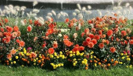 Обзор многолетних цветов для дачи с фото и названиями