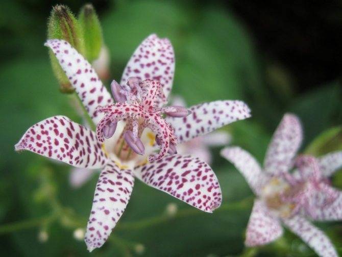 Как правильно выращивать садовую орхидею (трициртис)