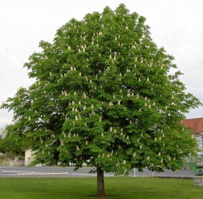 Выращиваем под открытым небом говению — конфетное дерево