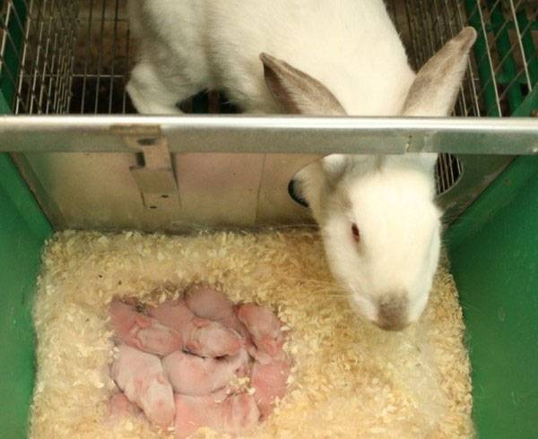Когда можно отсаживать крольчат от крольчихи: в каком возрасте, чем кормить