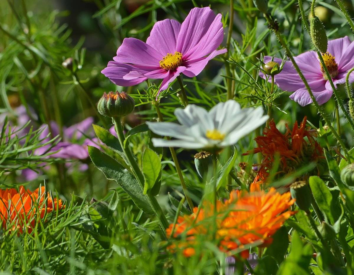 Выращивание космеи: как завести в своем саду неприхотливый цветок