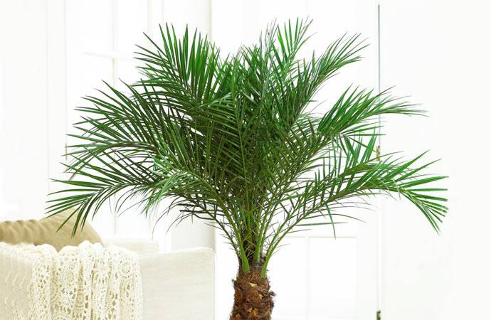 Финиковая пальма – секреты успеха выращивания и ухода