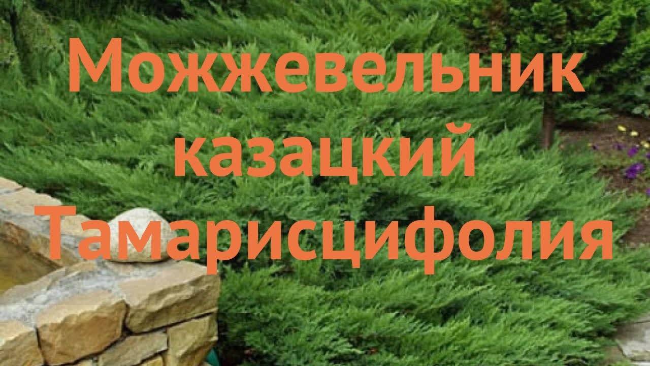 Можжевельник казацкий ‘тамарисцифолиа’, описание, фото, условия выращивания, уход