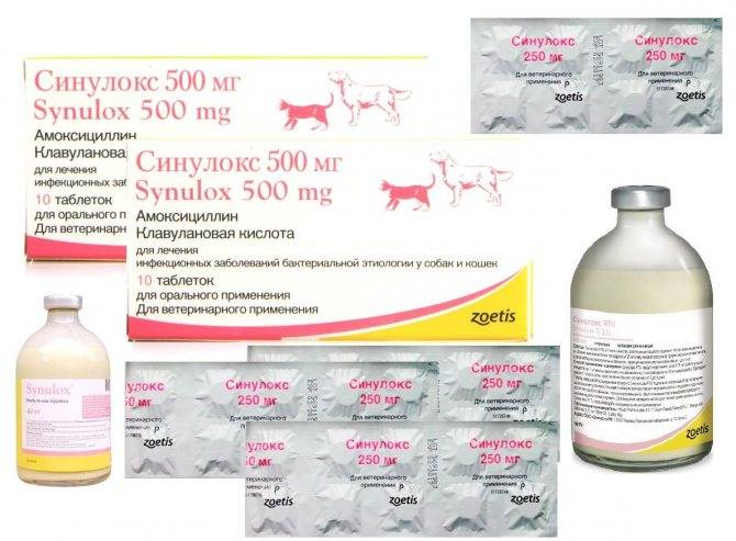 Инструкция по применению энрофлоксацина собакам. рассчитайте оптимальную дозу препарата (enrofloxacinum). изучите широту антибактериального эффекта энрофлоксацина для собак. улучшите эффективность терапии на 200%